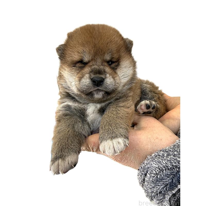 販売中の宮城県の柴犬-445496の4枚目