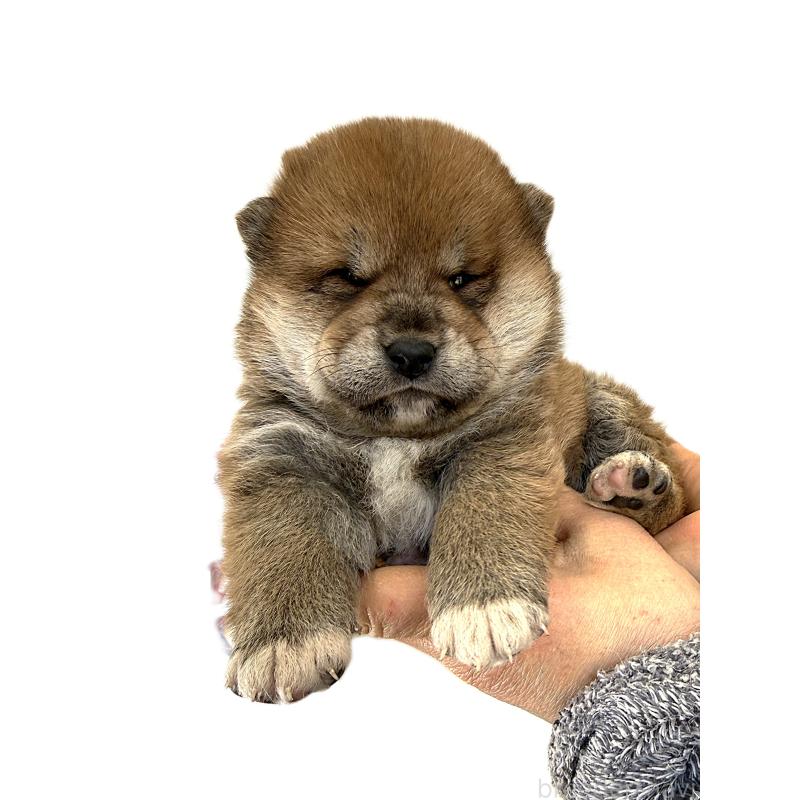 販売中の宮城県の柴犬-445496の3枚目