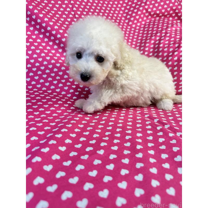 販売中の北海道のトイプードル-445494の4枚目