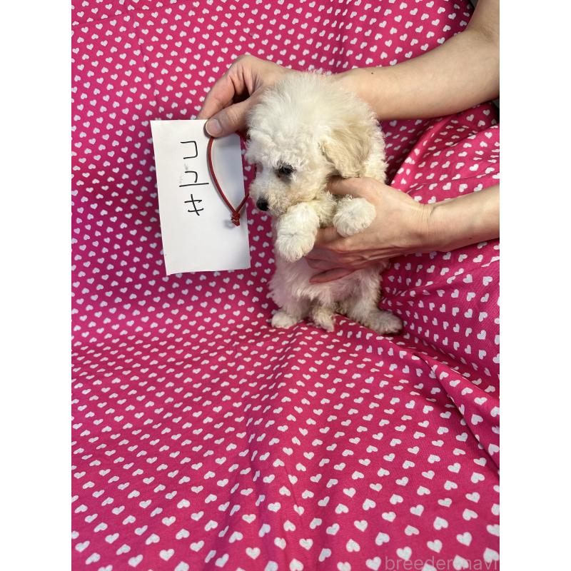 販売中の北海道のトイプードル-445494の3枚目