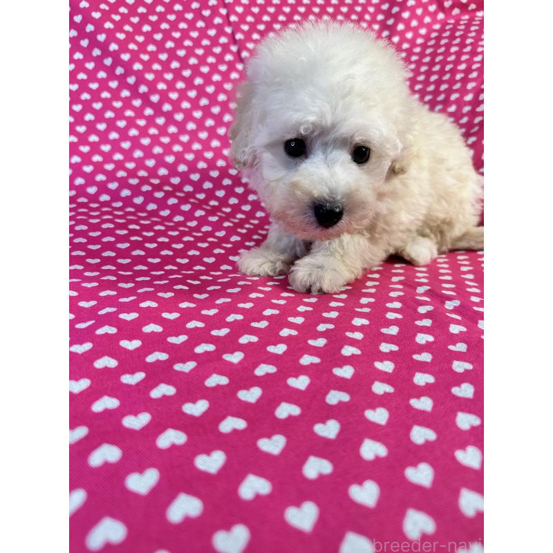 販売中の北海道のトイプードル-445494の2枚目