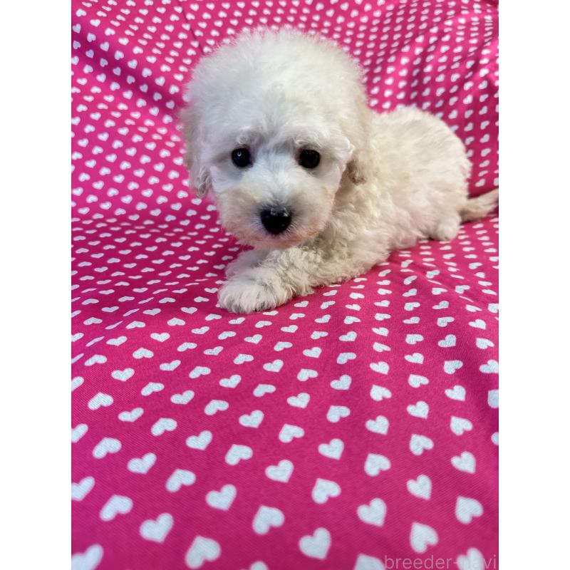 販売中の北海道のトイプードル-445494