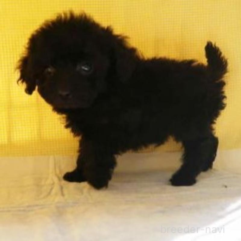 成約済の東京都のトイプードル-445495の4枚目