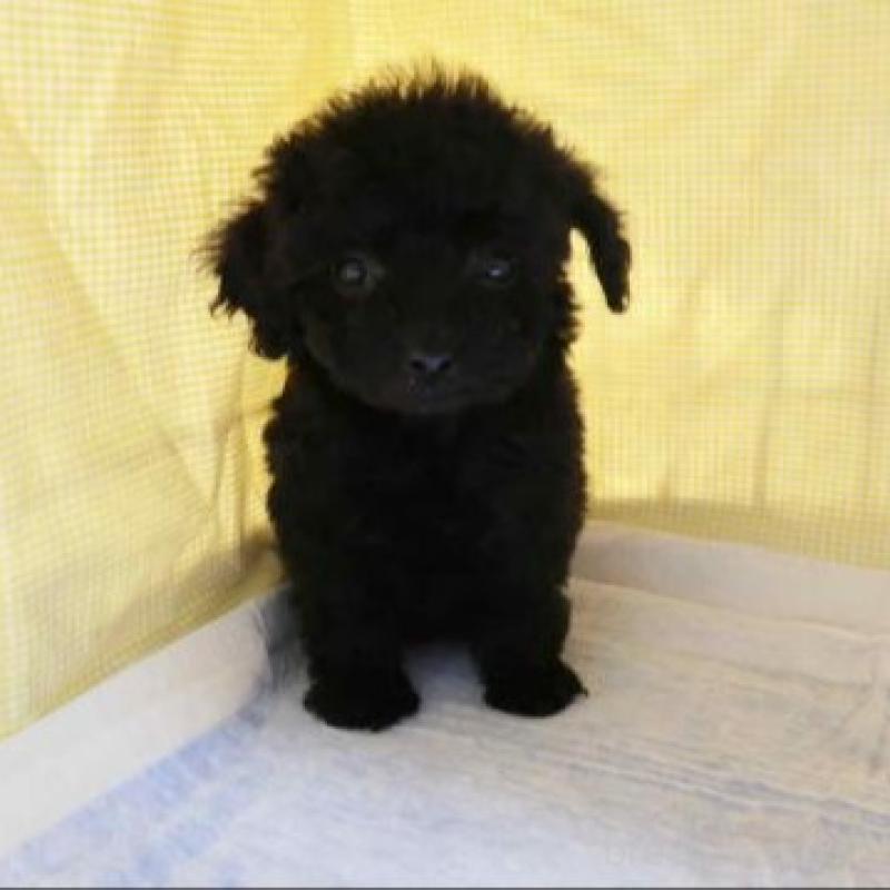 成約済の東京都のトイプードル-445495の3枚目