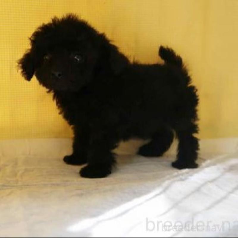 成約済の東京都のトイプードル-445495の2枚目