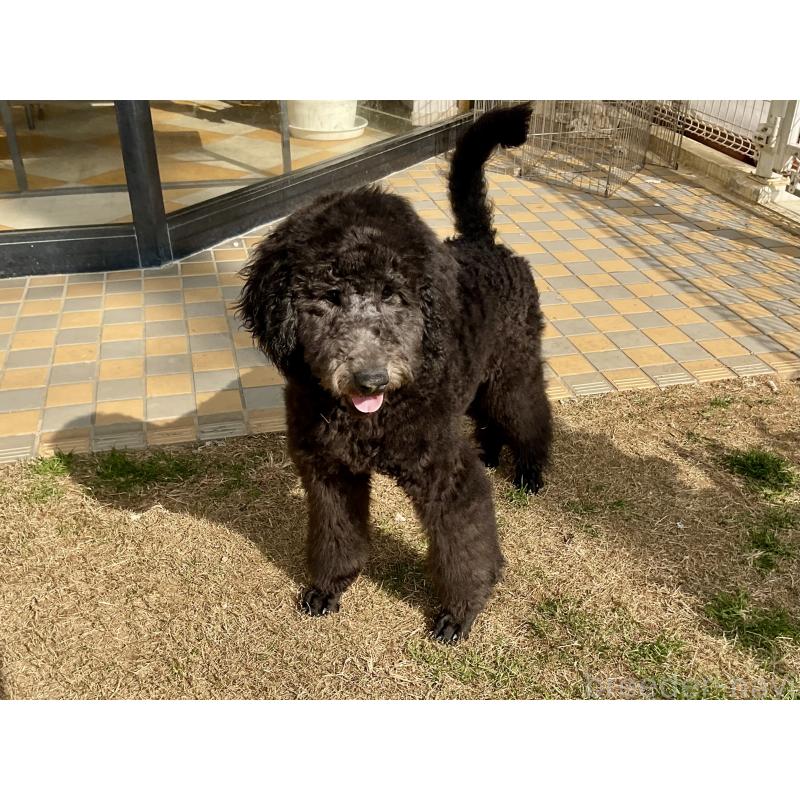 販売中の三重県のスタンダードプードル-416602の4枚目
