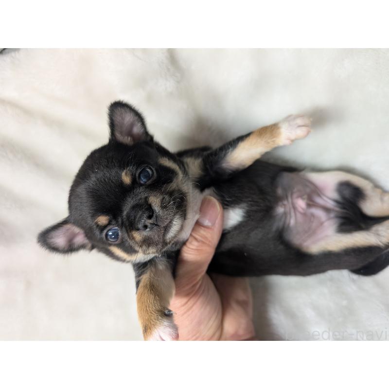 販売中の愛知県のチワワ(スムースコート)-445436の5枚目