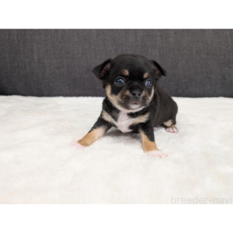 販売中の愛知県のチワワ(スムースコート)-445436の4枚目