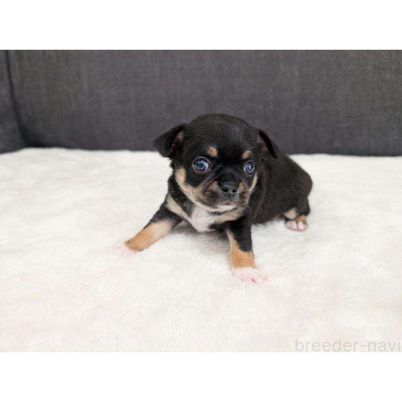 販売中の愛知県のチワワ(スムースコート)-445436の3枚目