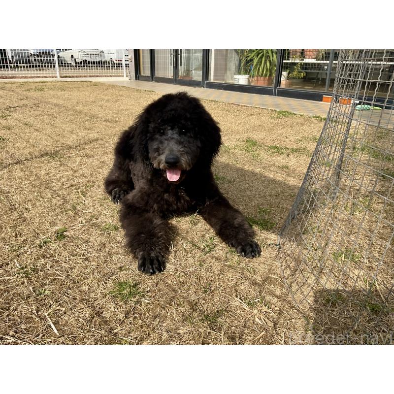 販売中の三重県のスタンダードプードル-416602の3枚目