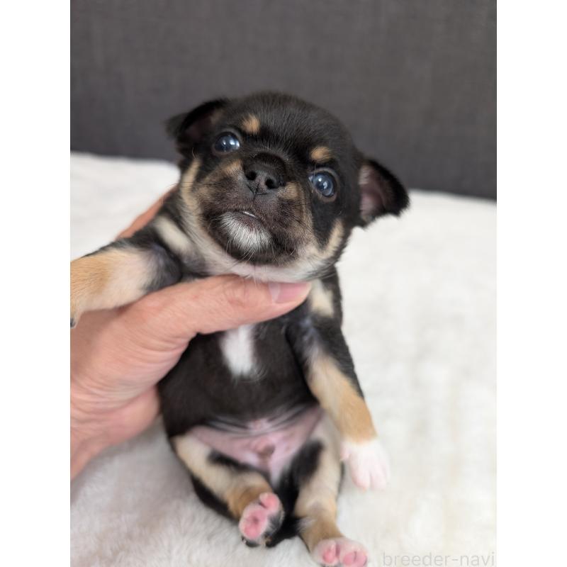 販売中の愛知県のチワワ(スムースコート)-445436の2枚目