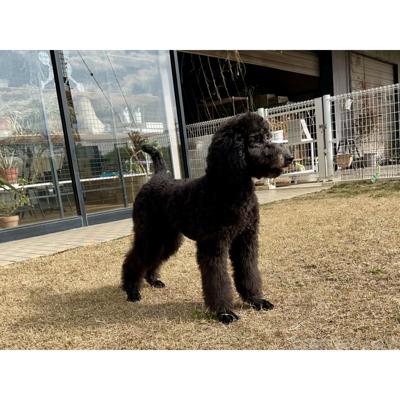 販売中の三重県のスタンダードプードル-416602の2枚目