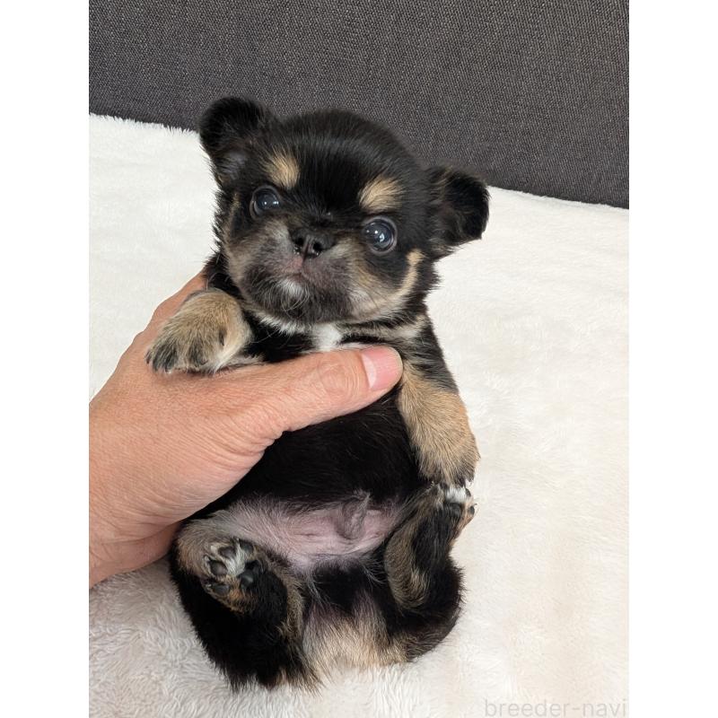 販売中の愛知県のチワワ(ロングコート)-443467