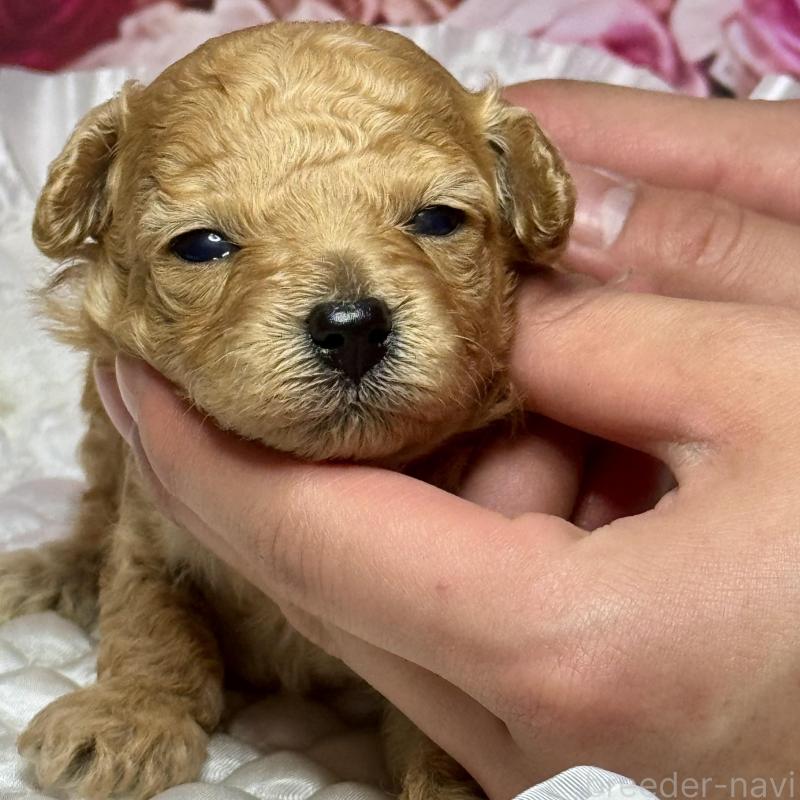 販売中の広島県のタイニープードル-445497の5枚目