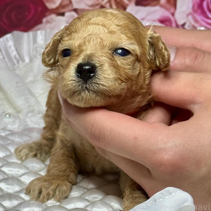 販売中の広島県のタイニープードル-445497の4枚目