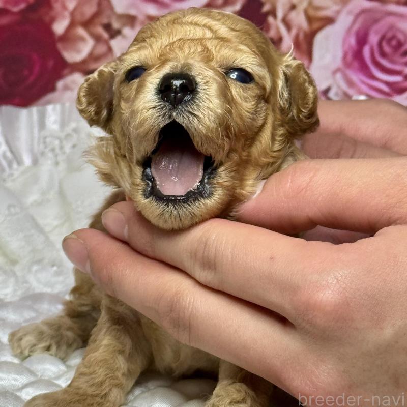 販売中の広島県のタイニープードル-445497の3枚目