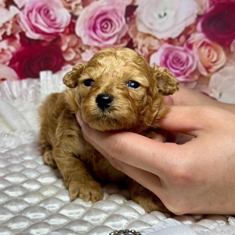 販売中の広島県のタイニープードル-445498の1枚目