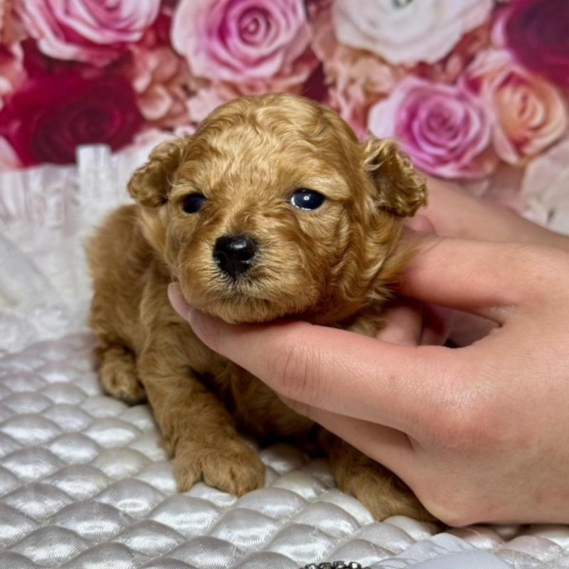 販売中の広島県のタイニープードル-445498の4枚目