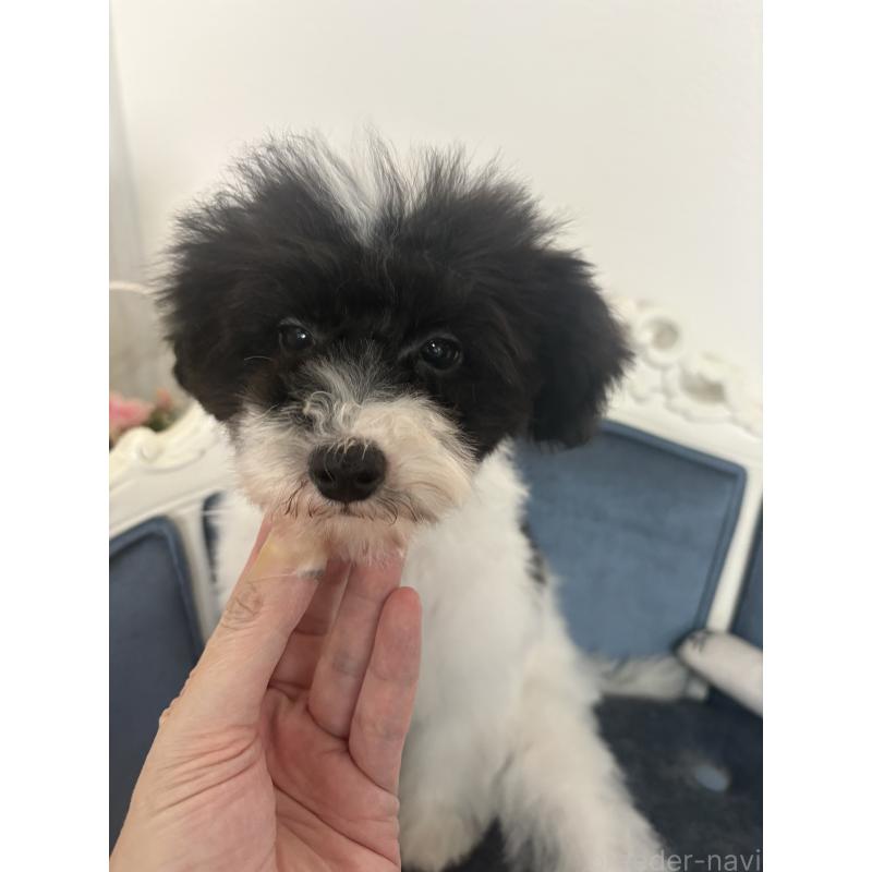 販売中の大阪府のタイニープードル-445499の3枚目