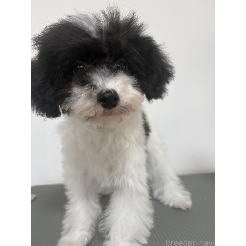 販売中の大阪府のタイニープードル-445499の2枚目