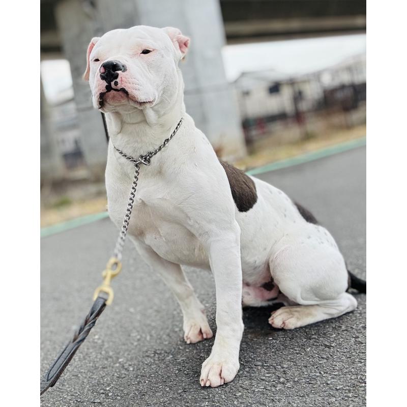 販売中の神奈川県のアメリカンピットブルテリア-392579