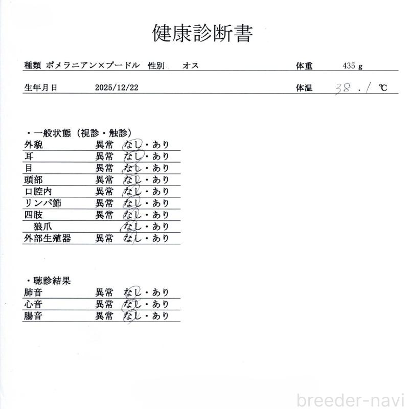 販売中の群馬県のポメプー:ポメラニアン×トイプードル-445500の2枚目