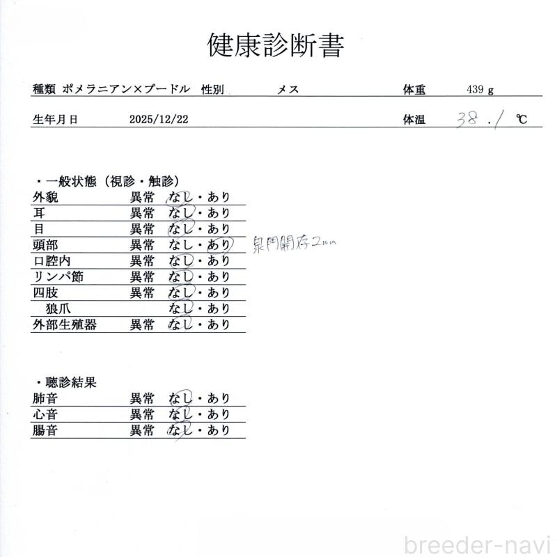 販売中の群馬県のポメプー:ポメラニアン×トイプードル-445502の2枚目