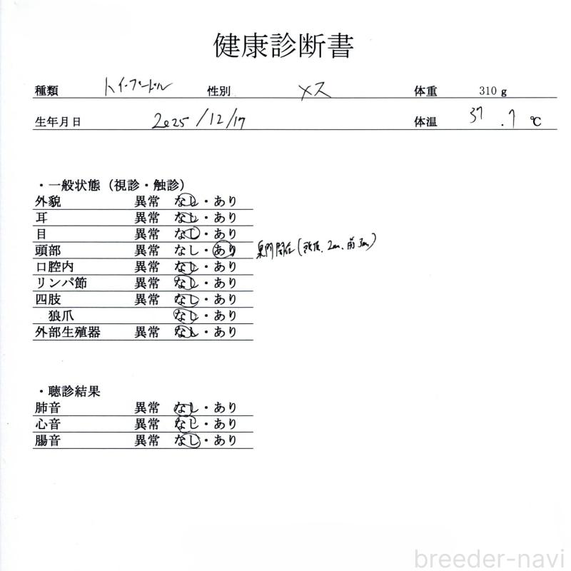 販売中の群馬県のタイニープードル-445503の2枚目