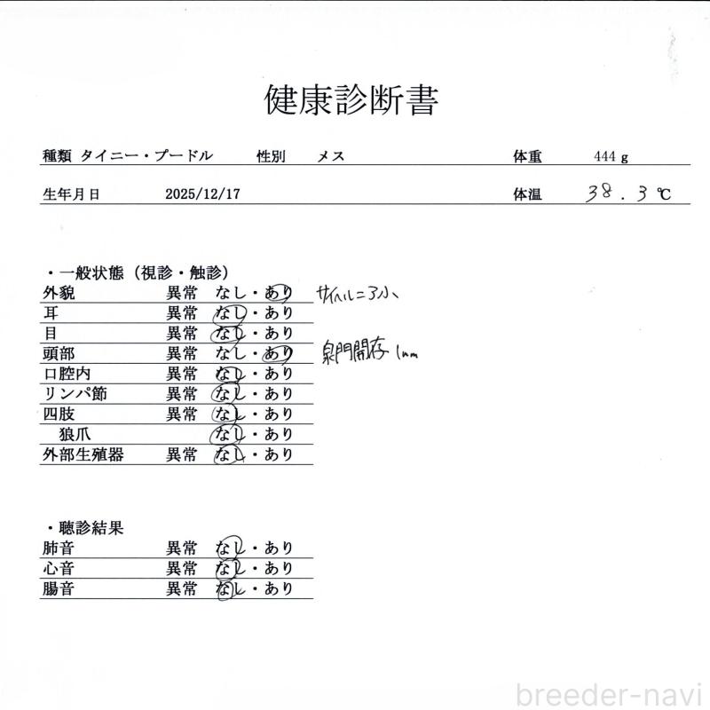 販売中の群馬県のタイニープードル-445504の2枚目