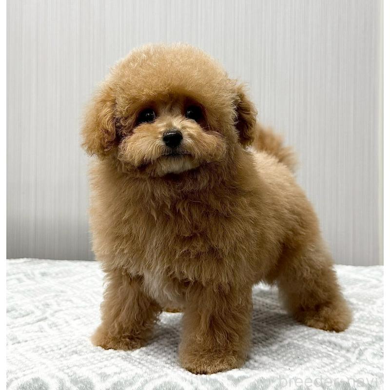 販売中の東京都のトイプードル-430703