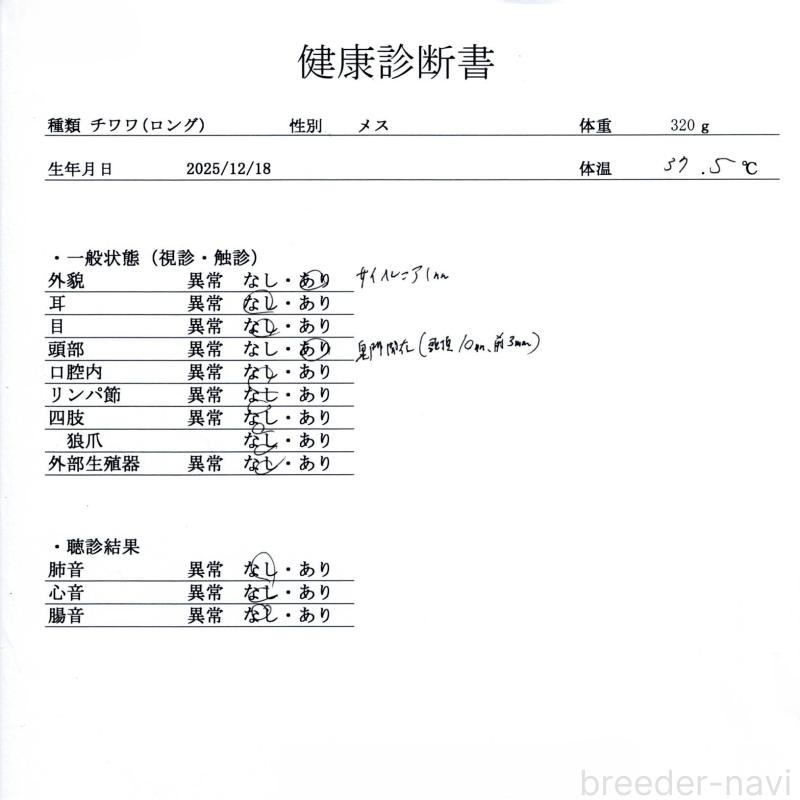販売中の群馬県のチワワ(ロングコート)-445505の2枚目