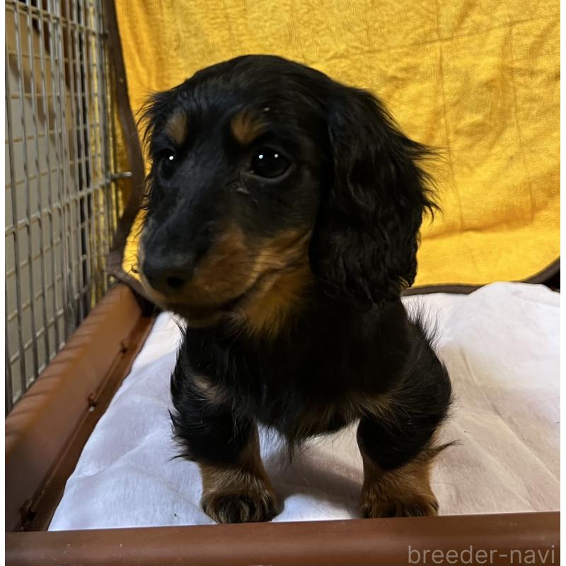 販売中の宮城県のミニチュアダックスフンド(ロングヘアード)-445507の3枚目