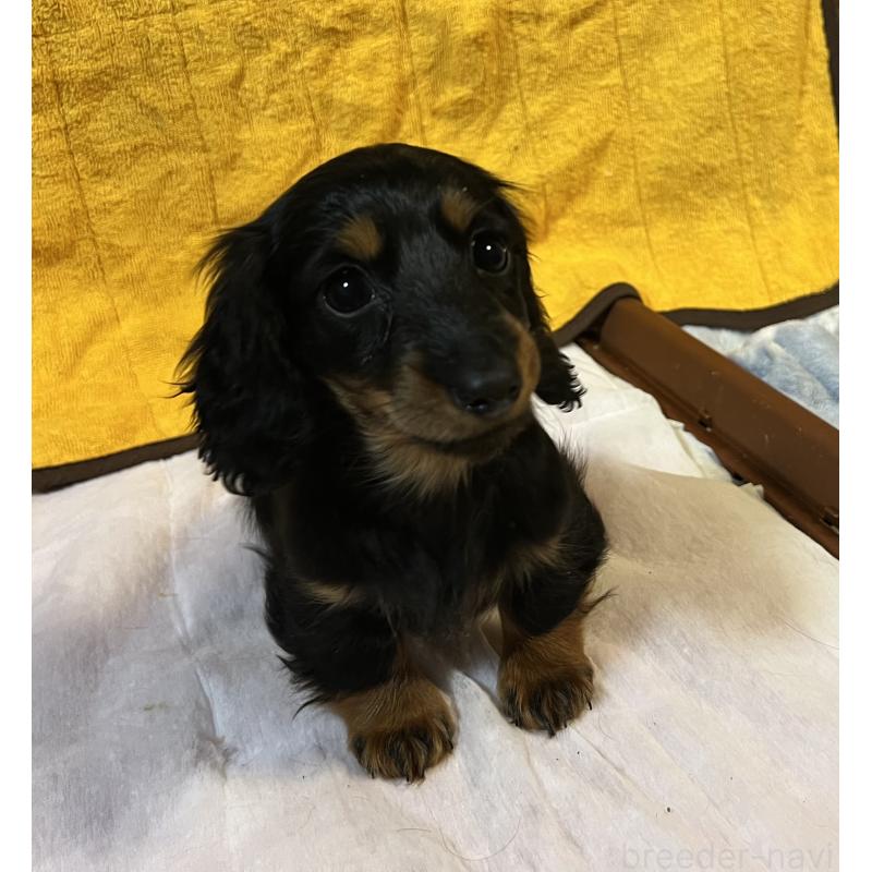 販売中の宮城県のミニチュアダックスフンド(ロングヘアード)-445507の2枚目