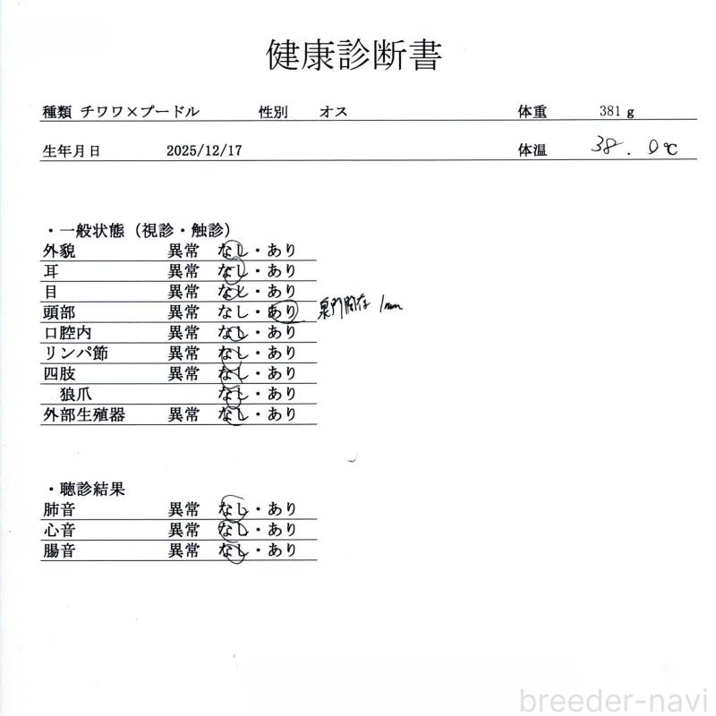 販売中の群馬県のチワプー:チワワ×トイプードル-445506の2枚目
