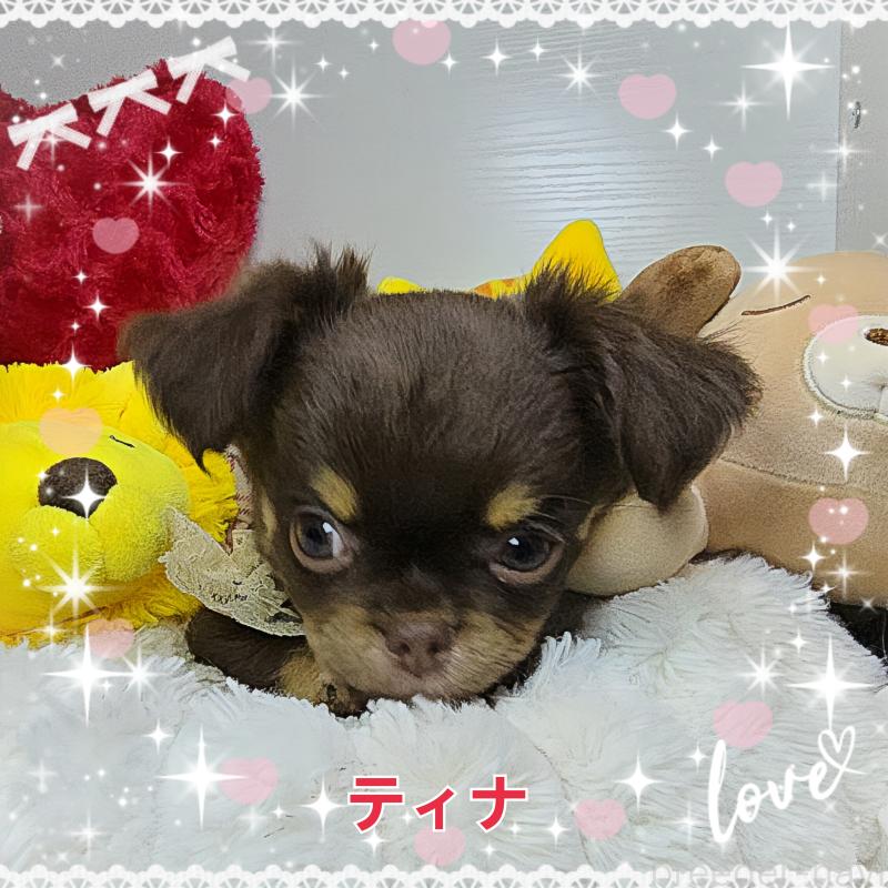 販売中の東京都のチワワ(ロングコート)-437778