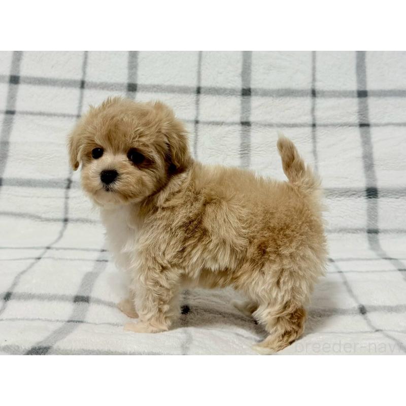 販売中の東京都のマルプー:マルチーズ×トイプードル-445508の5枚目