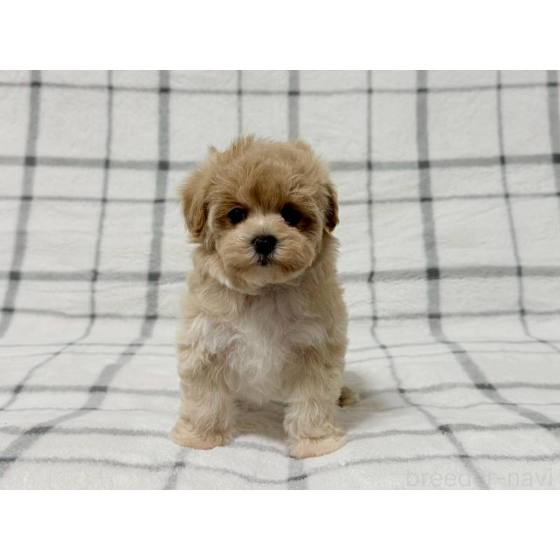 販売中の東京都のマルプー:マルチーズ×トイプードル-445508の4枚目