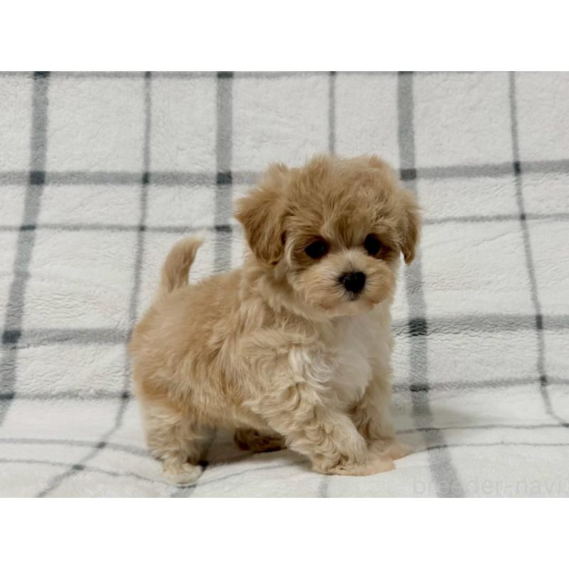 販売中の東京都のマルプー:マルチーズ×トイプードル-445508の3枚目