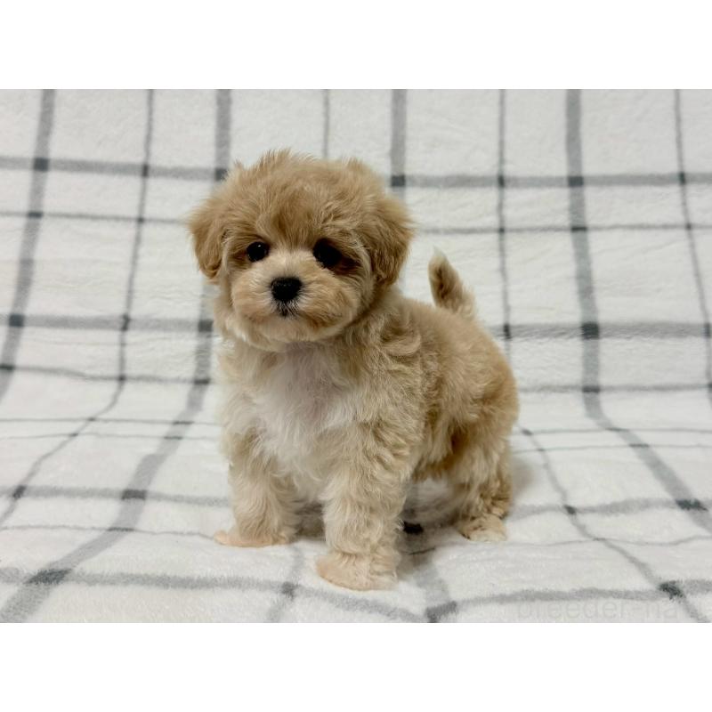 販売中の東京都のマルプー:マルチーズ×トイプードル-445508の2枚目