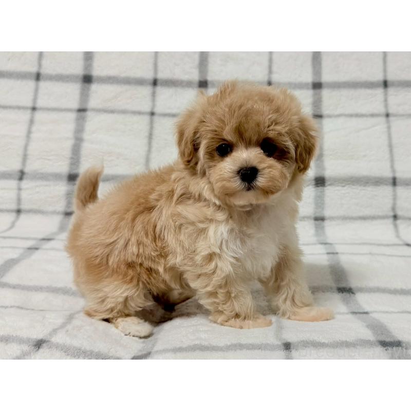 販売中の東京都のマルプー:マルチーズ×トイプードル-445508