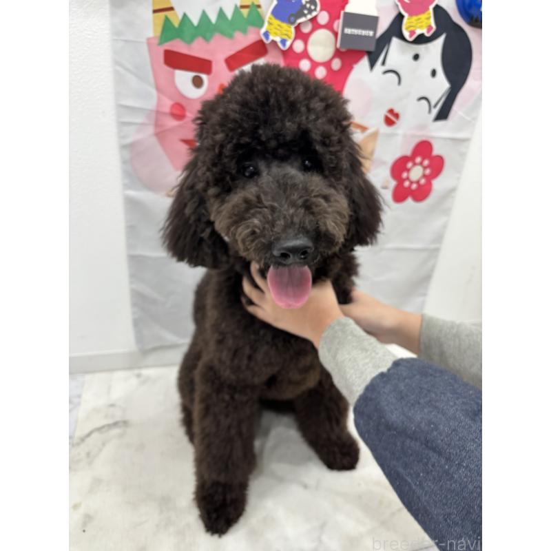 成約済の千葉県のスタンダードプードル-407914の3枚目