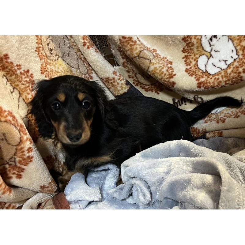 販売中の宮城県のミニチュアダックスフンド(ロングヘアード)-445509の3枚目