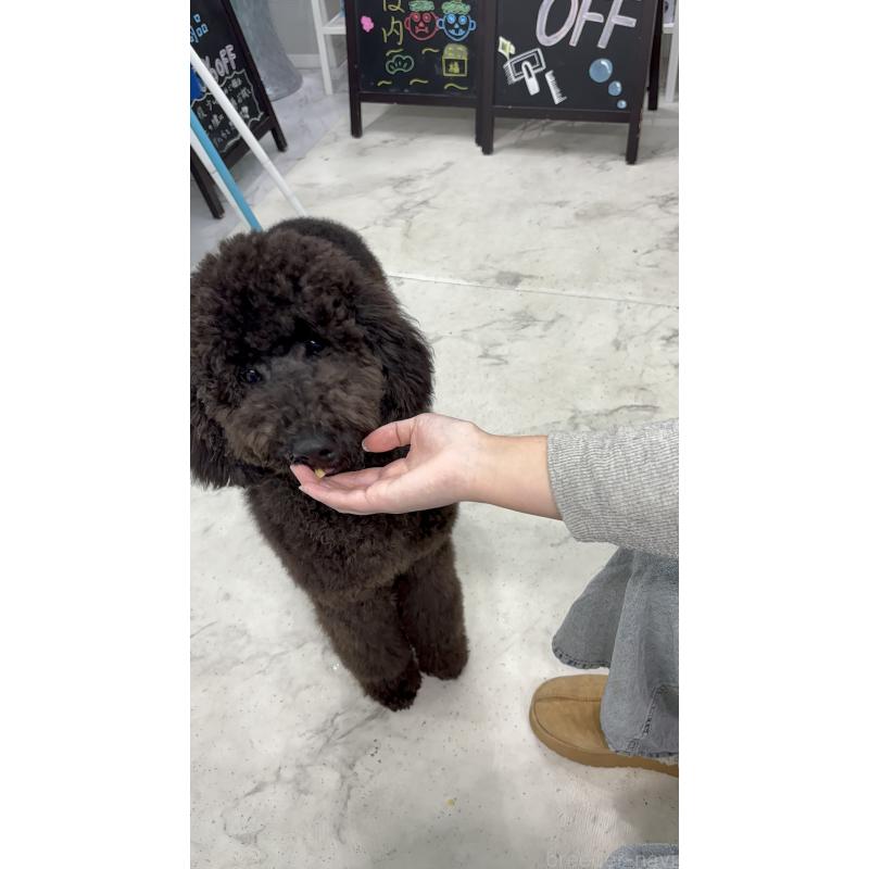 成約済の千葉県のスタンダードプードル-407914の2枚目