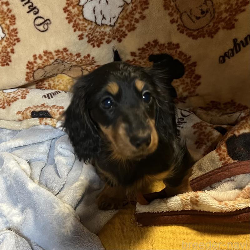 販売中の宮城県のミニチュアダックスフンド(ロングヘアード)-445509の2枚目