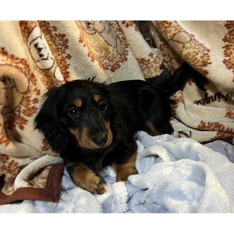 販売中の宮城県のミニチュアダックスフンド(ロングヘアード)-445509の1枚目