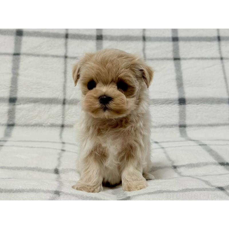 販売中の東京都のマルプー:マルチーズ×トイプードル-445510の5枚目