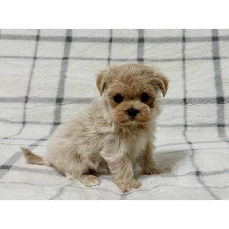 販売中の東京都のマルプー:マルチーズ×トイプードル-445510の4枚目