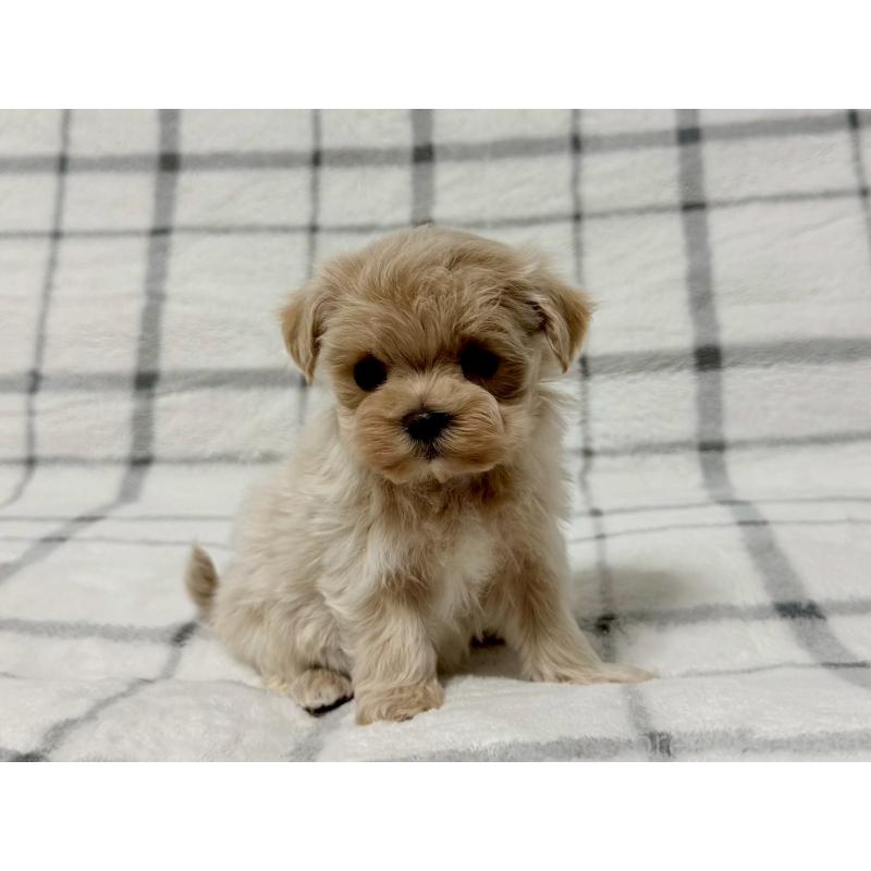 販売中の東京都のマルプー:マルチーズ×トイプードル-445510の2枚目