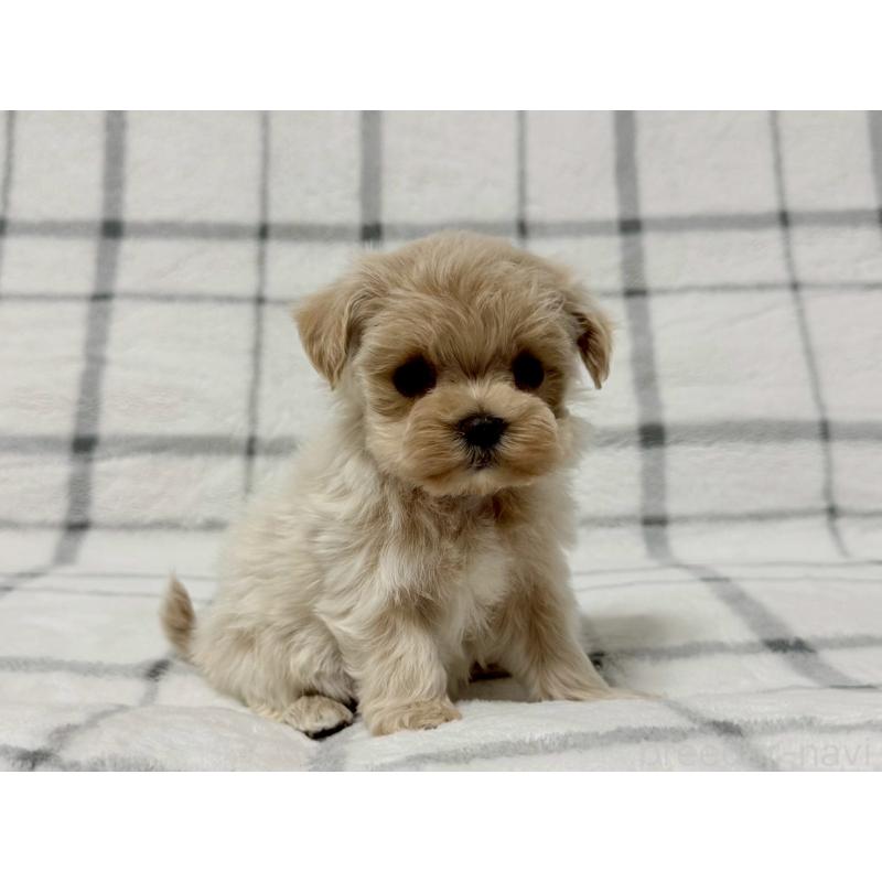 販売中の東京都のマルプー:マルチーズ×トイプードル-445510の1枚目