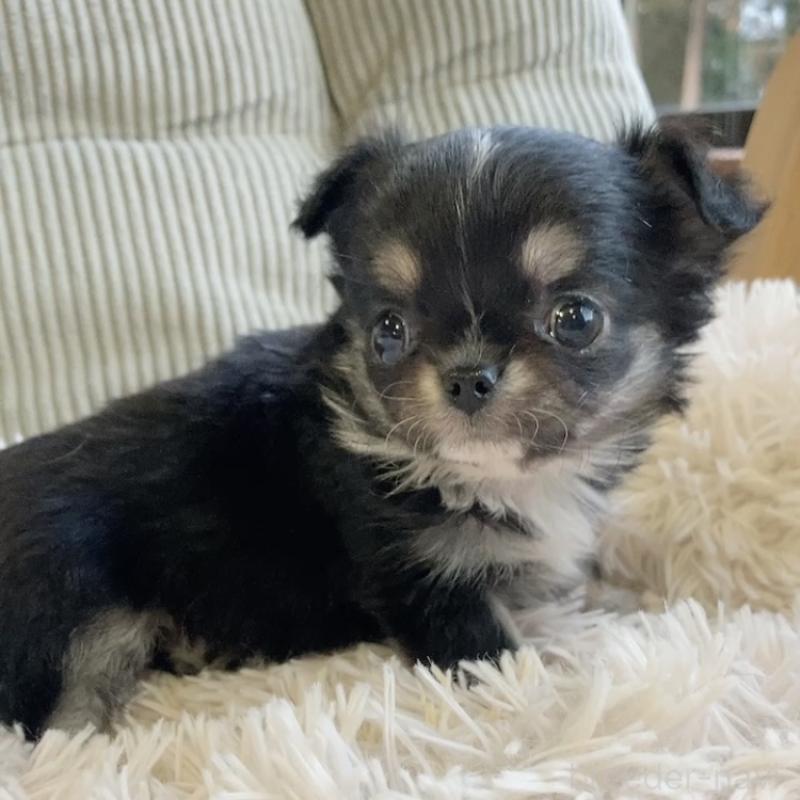 販売中の神奈川県のチワワ(ロングコート)-445512の1枚目